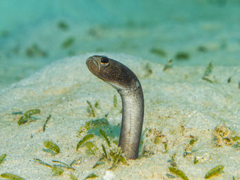 Heteroconger longissimus, brown garden eel