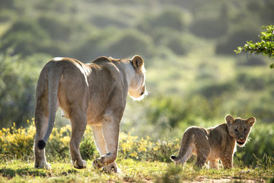 Lioness and cub on field