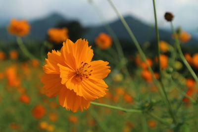 Close-up of yellow cosmos flower blooming outdoors