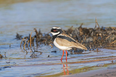 Side view of a bird on beach