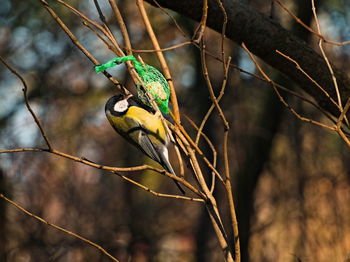 Close-up of bird perching on branch
