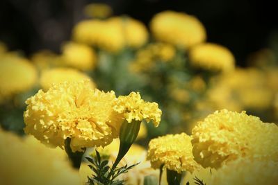 Close-up of yellow flower