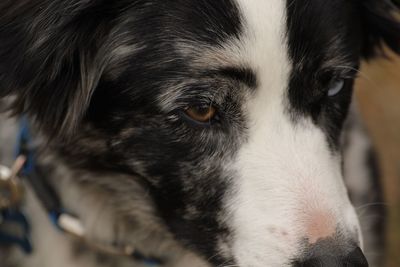 Close-up of dog looking away