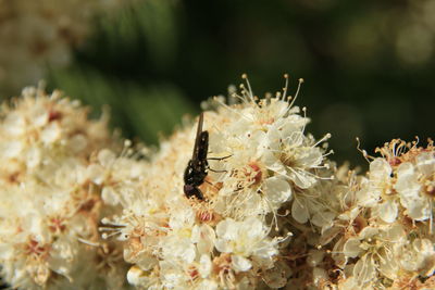 Close-up of bee pollinating on flower