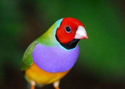 Close-up of parrot perching on red leaf