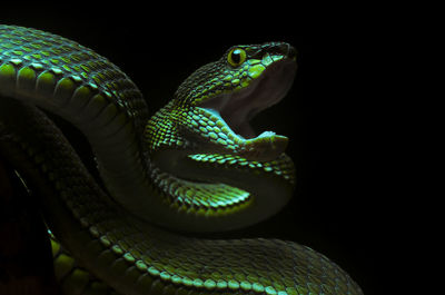 Trimeresurus purpureomaculatus