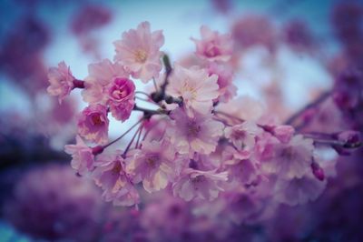 Close-up of pink flowers