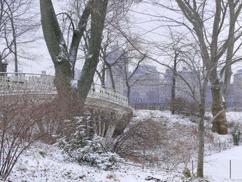 Bare trees in winter against sky