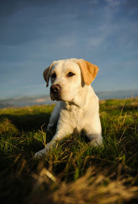 Dog looking away while sitting on field against sky