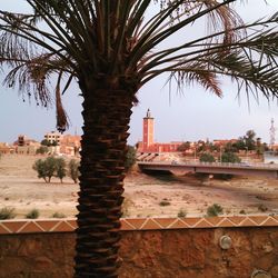 Palm trees and buildings against the sky