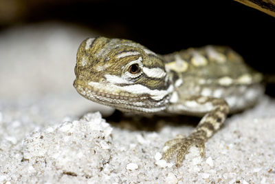 Close-up of lizard on rock