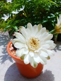 Close-up of white flower in pot