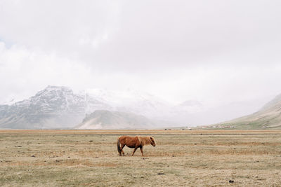 Horses in a field