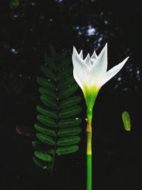 Close-up of water lily in lake