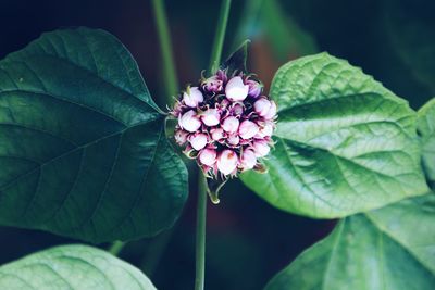 Close-up of insect on purple flowering plant