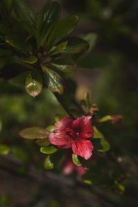 Close-up of flowering plant