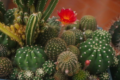 Red lobivia cactus flower plants