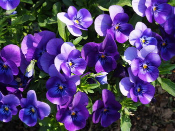 Close-up of purple flowering plants in park