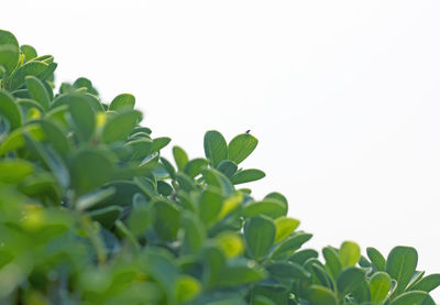 Low angle view of plant against clear sky