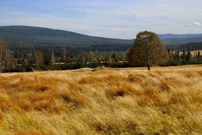 Scenic view of field against sky