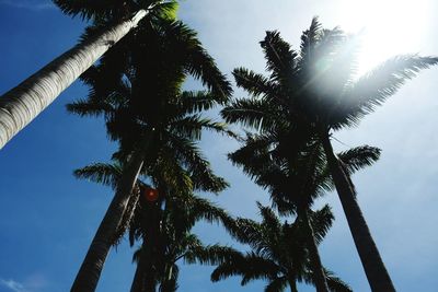 Low angle view of trees against sky