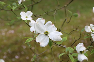 Close-up of white flowers blooming on tree