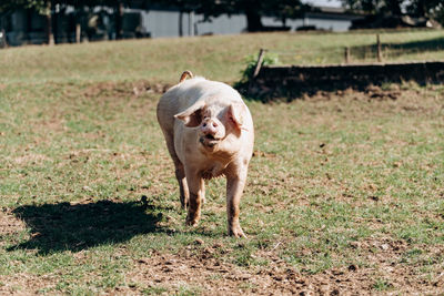 Pig standing on field