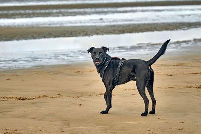 Dog running on beach