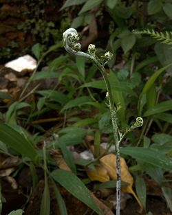 Close-up of flowering plant on land