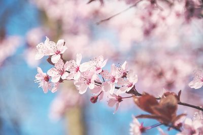 Close-up of pink cherry blossoms in spring