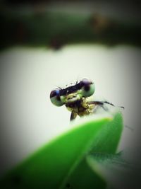 Close-up of damselfly on leaf