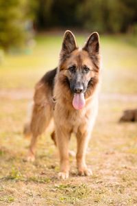 German shepherd standing on field