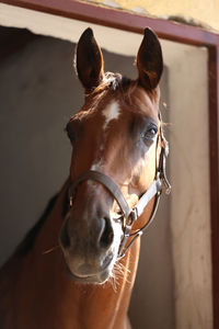 Close-up of horse in stable