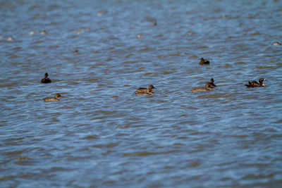 Ducks swimming in lake