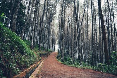 Trees in forest