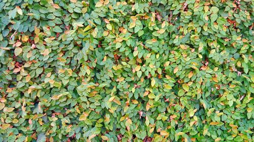 Full frame shot of ivy on tree