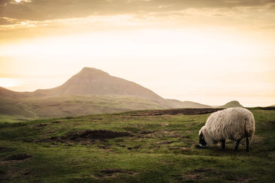 Sheep in a field