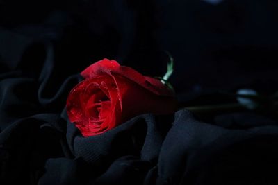 Close-up of red rose on crumpled fabric