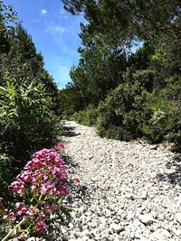 Flowers growing on tree