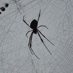 Close-up of spider and web