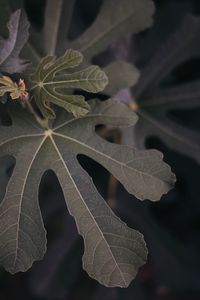 Close-up of leaves on plant