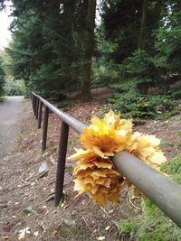 Close-up of yellow flower blooming in garden