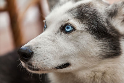 Close-up of dog looking away