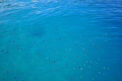 Flock of birds in sea