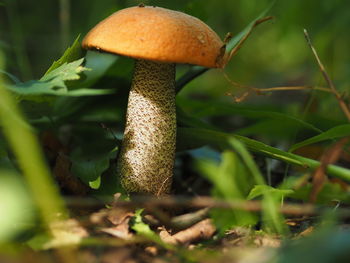 Edible mushrooms in the forest in autumn. close-up.