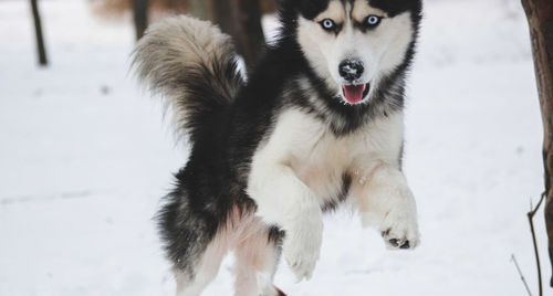 Portrait of white dog in snow