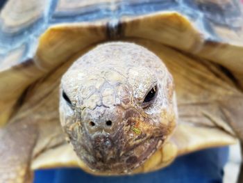 Close-up portrait of a turtle