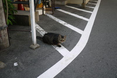 High angle view of cat on street