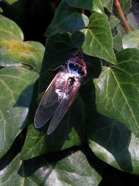 High angle view of butterfly on leaves