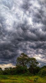 Trees on field against storm clouds